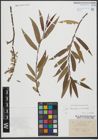 Foto von Salix triandra L. x Salix viminalis L.